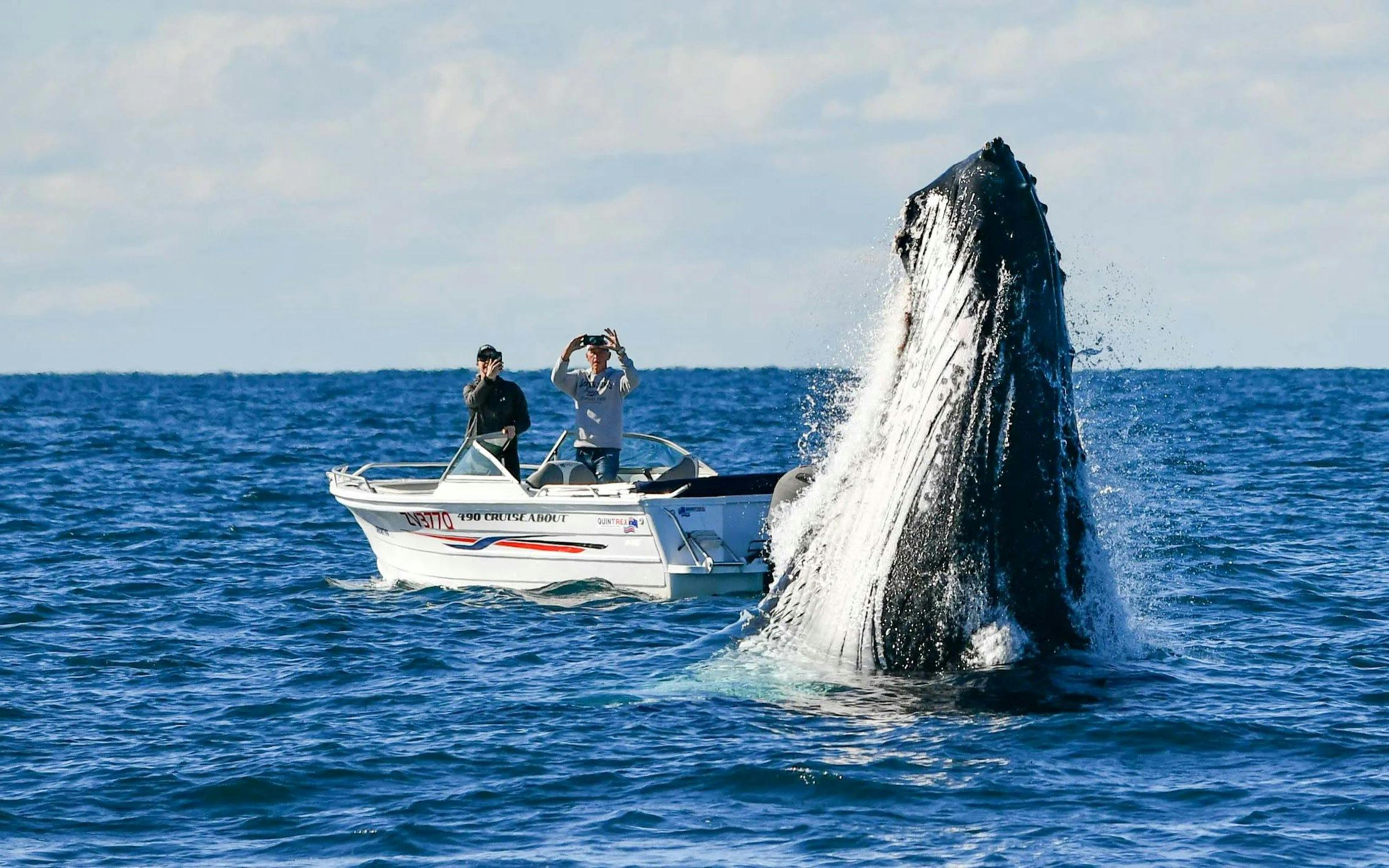 Whale breaching near a yacht during a luxury whale watching tour.