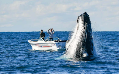 Whale breaching near a yacht during a luxury whale watching tour.