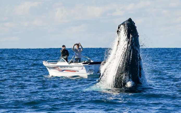 Whale breaching near a yacht during a luxury whale watching tour.