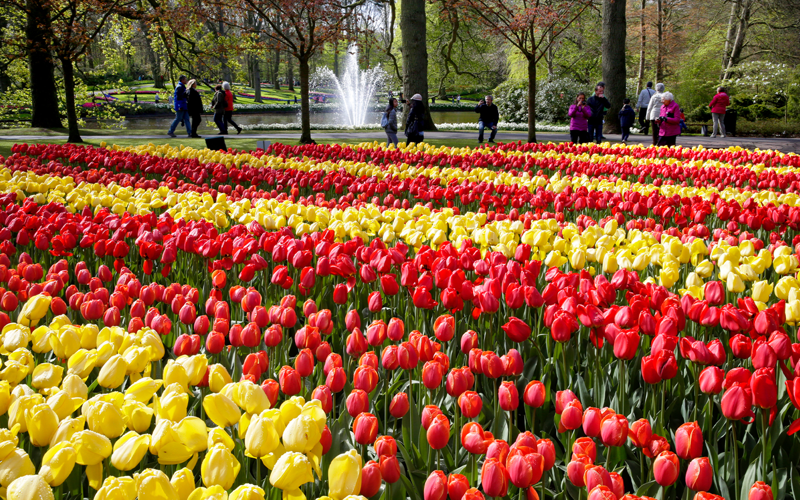 Red and yellow tulip fields at Keukenhof Gardens with visitors walking nearby.