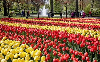 Red and yellow tulip fields at Keukenhof Gardens with visitors walking nearby.