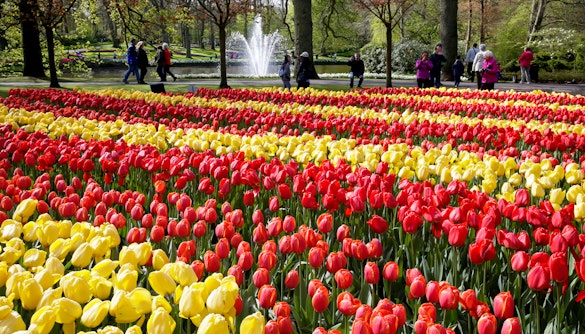 Red and yellow tulip fields at Keukenhof Gardens with visitors walking nearby.