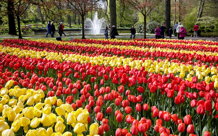 Red and yellow tulip fields at Keukenhof Gardens with visitors walking nearby.