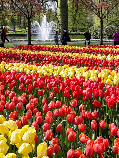 Red and yellow tulip fields at Keukenhof Gardens with visitors walking nearby.