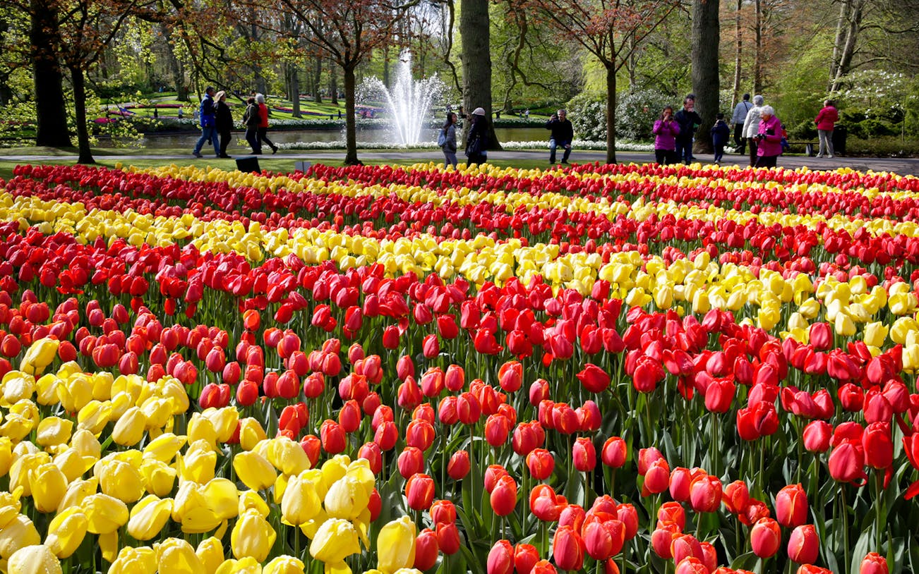 Red and yellow tulip fields at Keukenhof Gardens with visitors walking nearby.