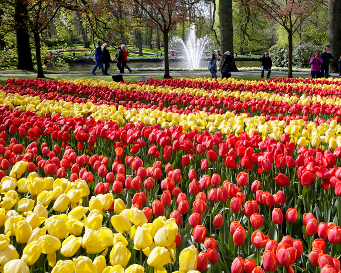 Keukenhof and Zaanse Schans Full-Day Trip from Amsterdam