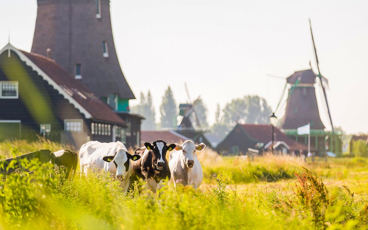 guided tour of volendam, zaanse schans, edam & marken from amsterdam with lunch-8 guided tour of volendam, zaanse schans, edam & marken from amsterdam with lunch-8