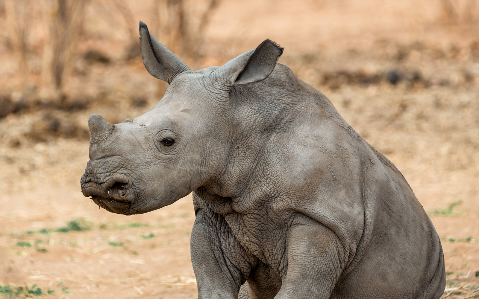 Bioparco Tickets White Rhino