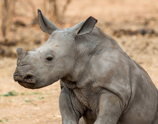 Bioparco Tickets White Rhino