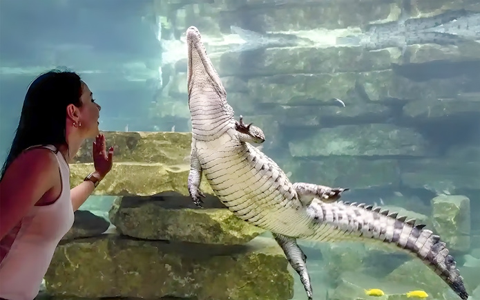 Woman observing a crocodile underwater at Dubai Crocodile Park.