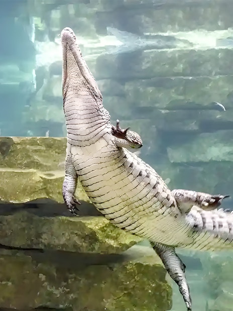 Woman observing a crocodile underwater at Dubai Crocodile Park.