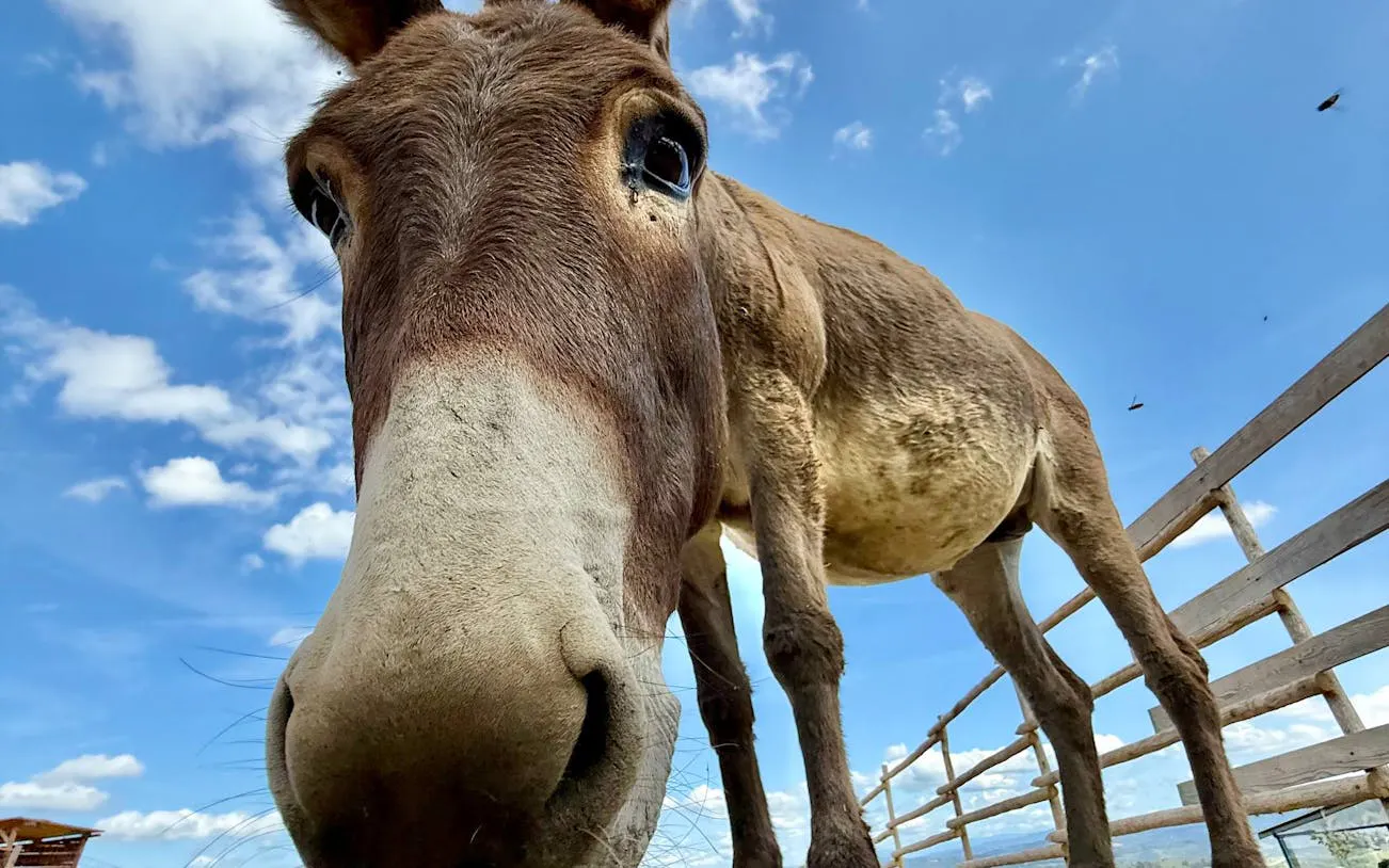 Donkey on a Tuscan farm, part of the food and wine tour near San Gimignano.