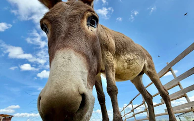 Donkey on a Tuscan farm, part of the food and wine tour near San Gimignano.