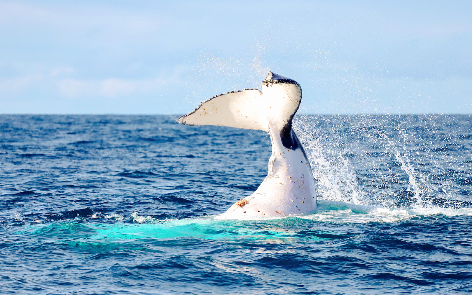 Whale tail splashing in the ocean near Newcastle, Australia.
