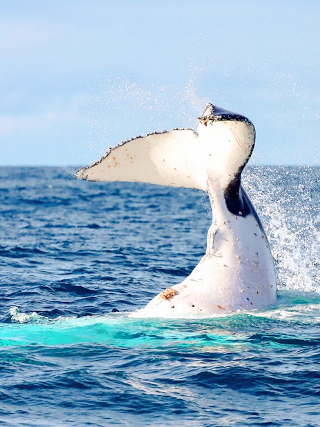 Whale tail splashing in the ocean near Newcastle, Australia.