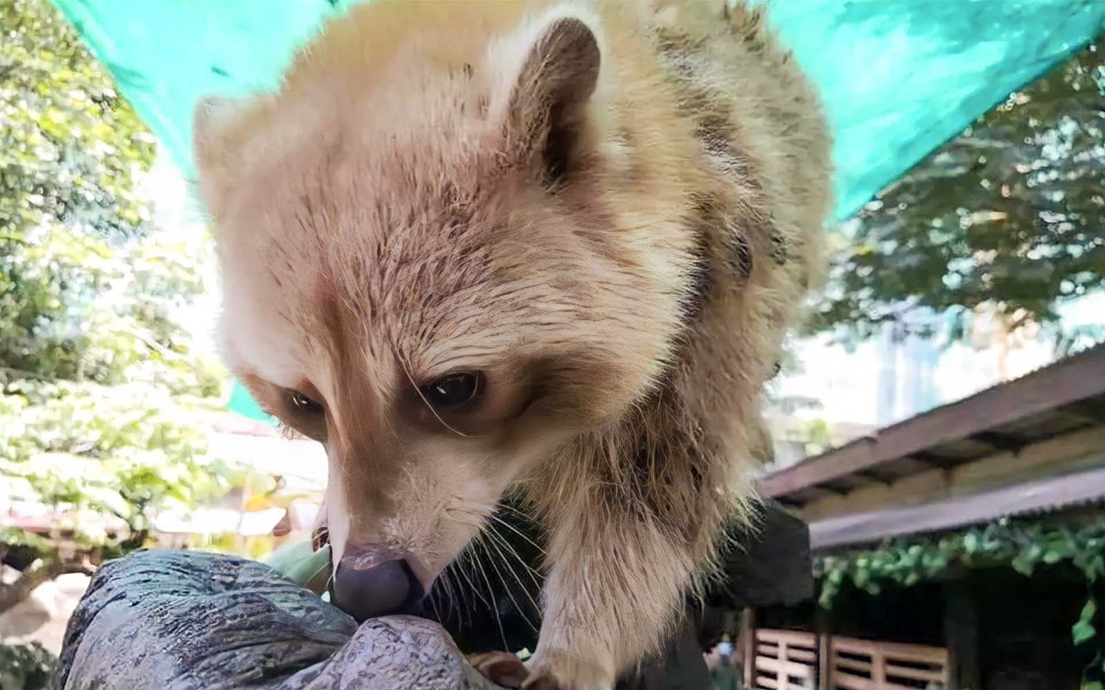 Ingressos para o Farm in the City Malásia: Alimentação de Guaxinins