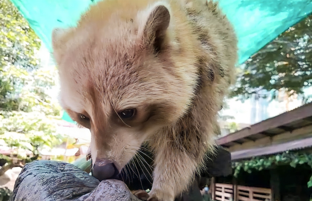 Farm in the City Malaysia tickets - Raccoon Feeding