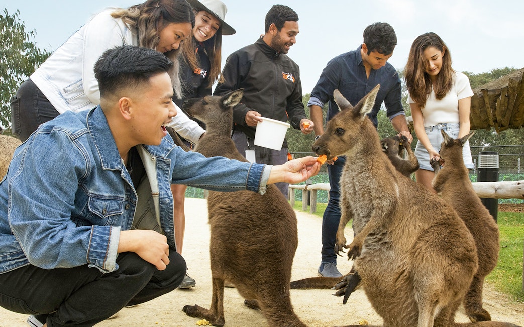 Visitors feeding kangaroos at a zoo near Blue Mountains, Australia.