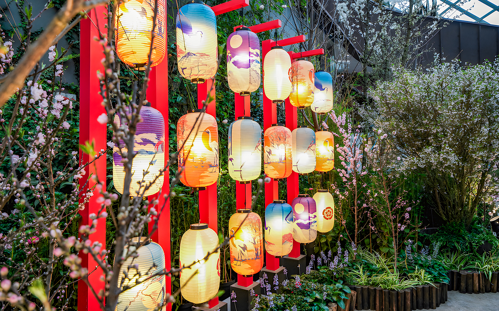 Lanterns among cherry blossoms at Gardens by the Bay during sakura bloom.