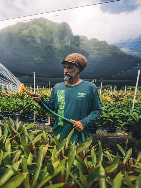 Man watering plants in a greenhouse on the Kualoa Grown Tour in Hawaii.