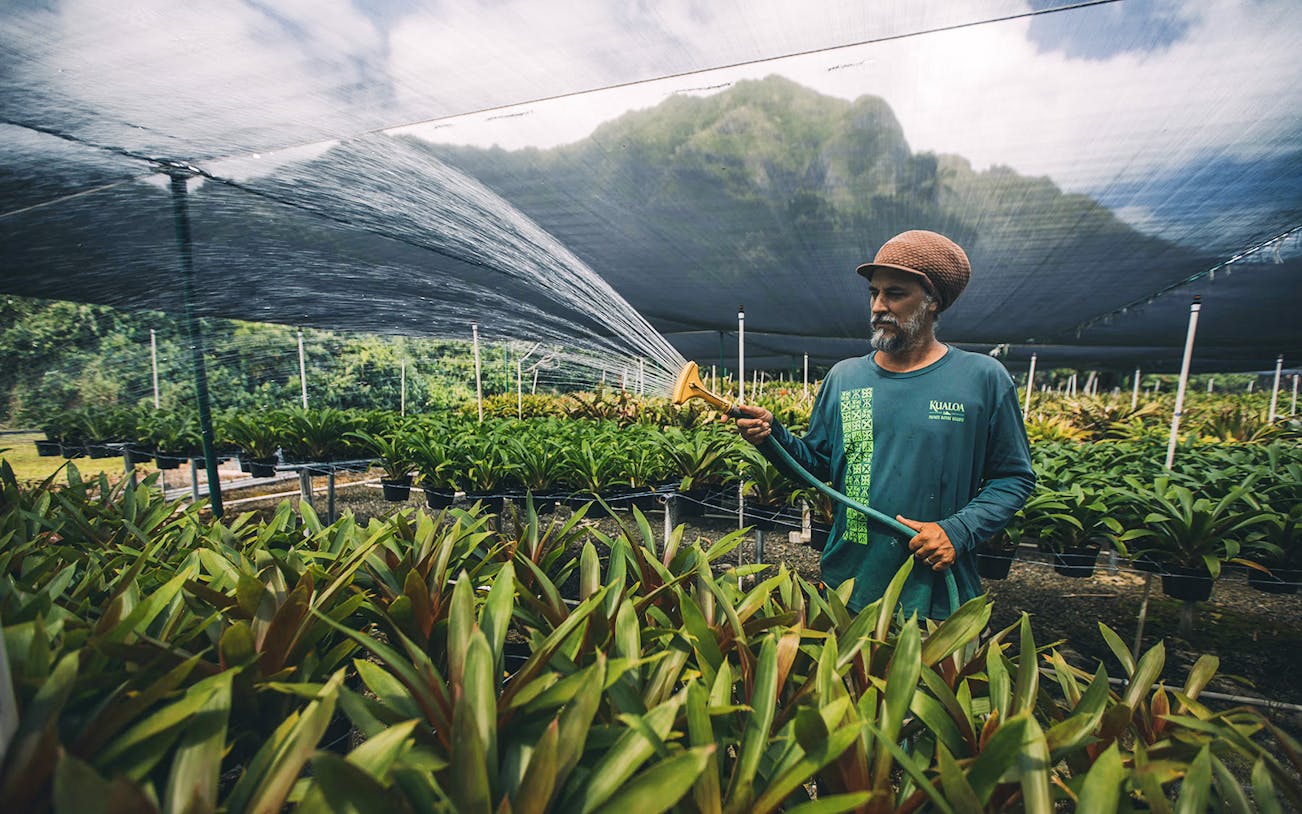 Man watering plants in a greenhouse on the Kualoa Grown Tour in Hawaii.