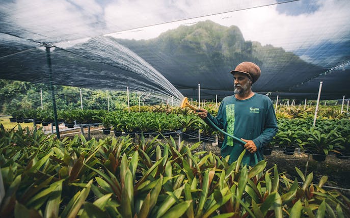 Man watering plants in a greenhouse on the Kualoa Grown Tour in Hawaii.