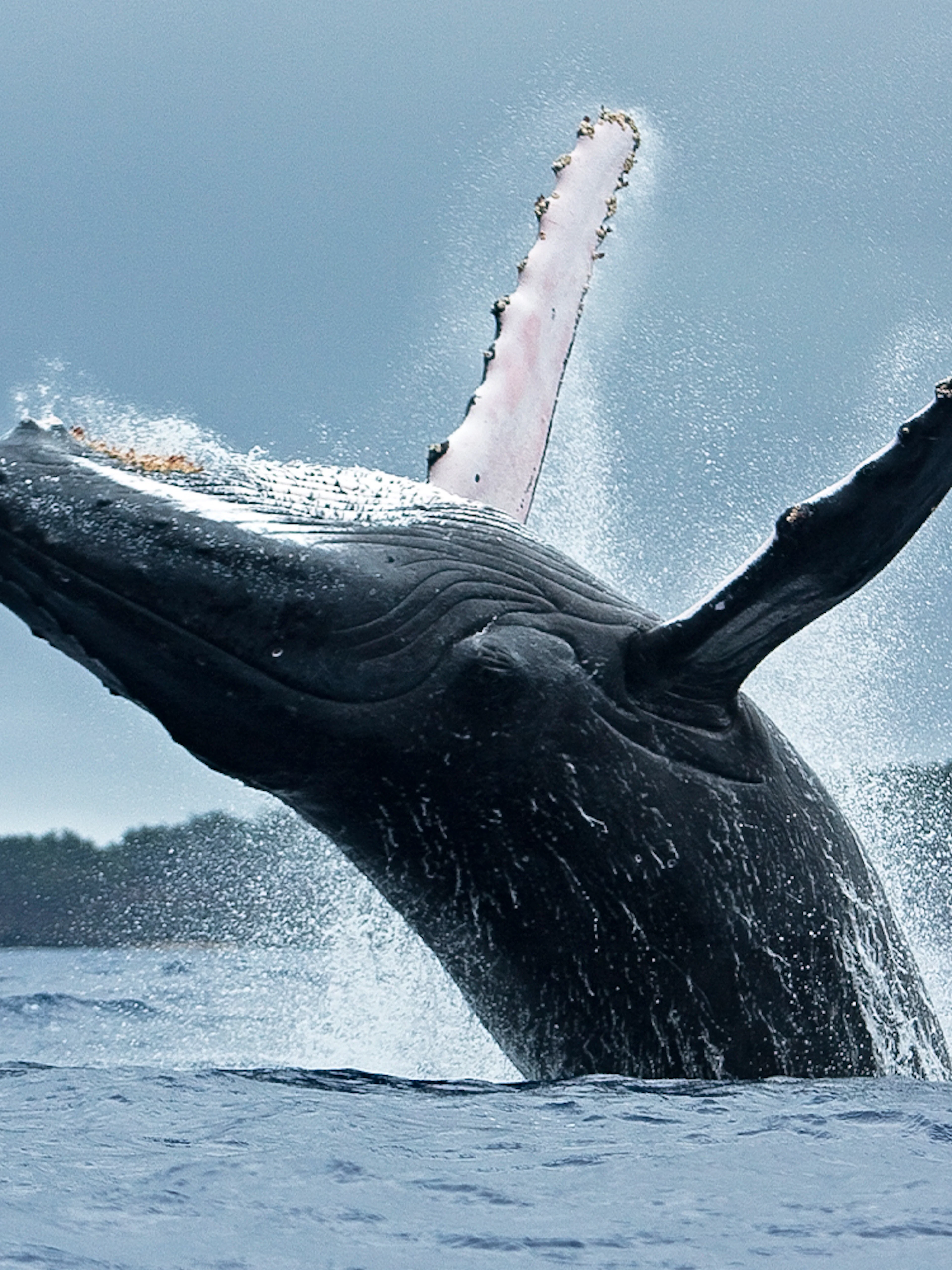 Whale breaching near Terceira Island during a whale watching tour.