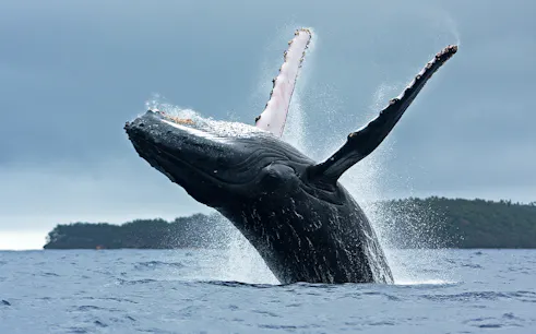 Whale breaching near Terceira Island during a whale watching tour.