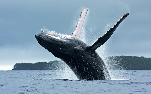 Terceira: Whale Watching Boat Tour