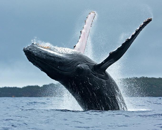 Terceira: Whale Watching Boat Tour