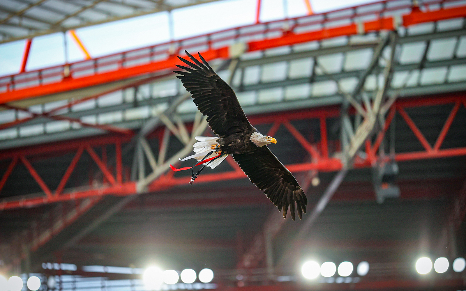 Eagle flying inside Benfica Stadium in Lisbon.