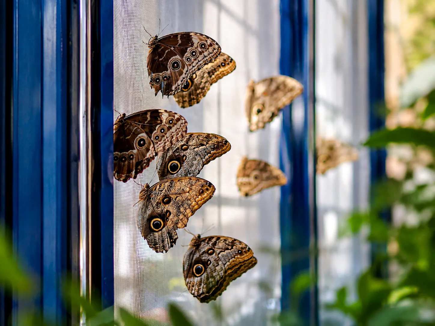 Krakow: Living Butterflies Museum Entry Ticket