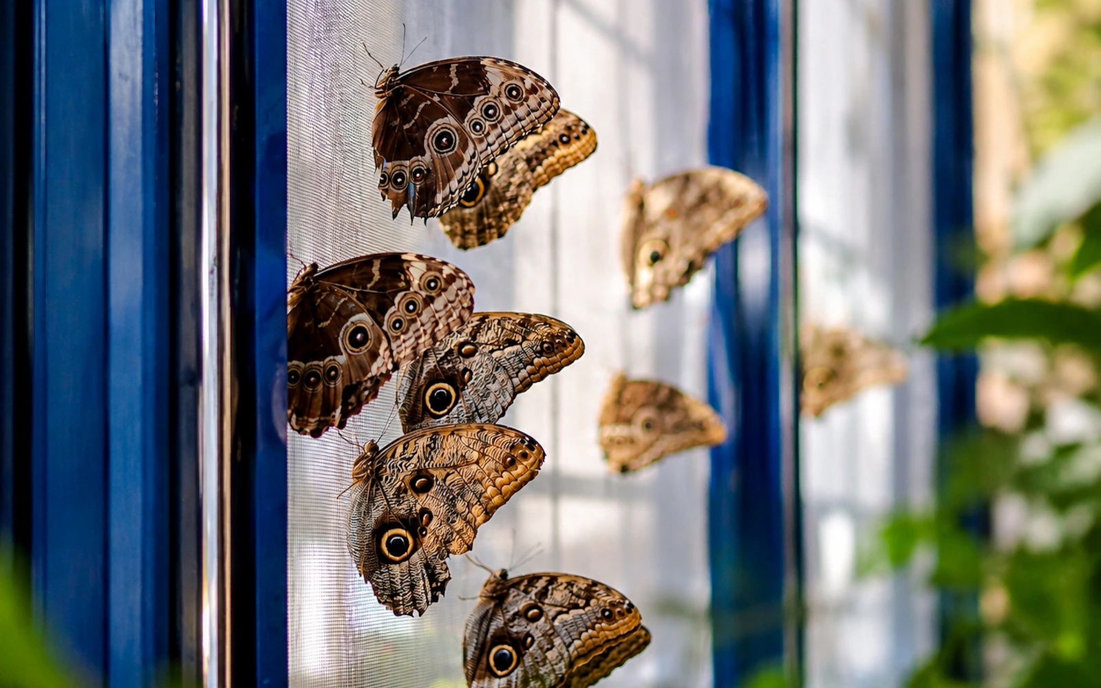 Krakow Living Butterflies Museum Tickets (Product 53937)