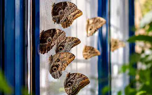 cracovia: entrada al museo de las mariposas vivas-1
