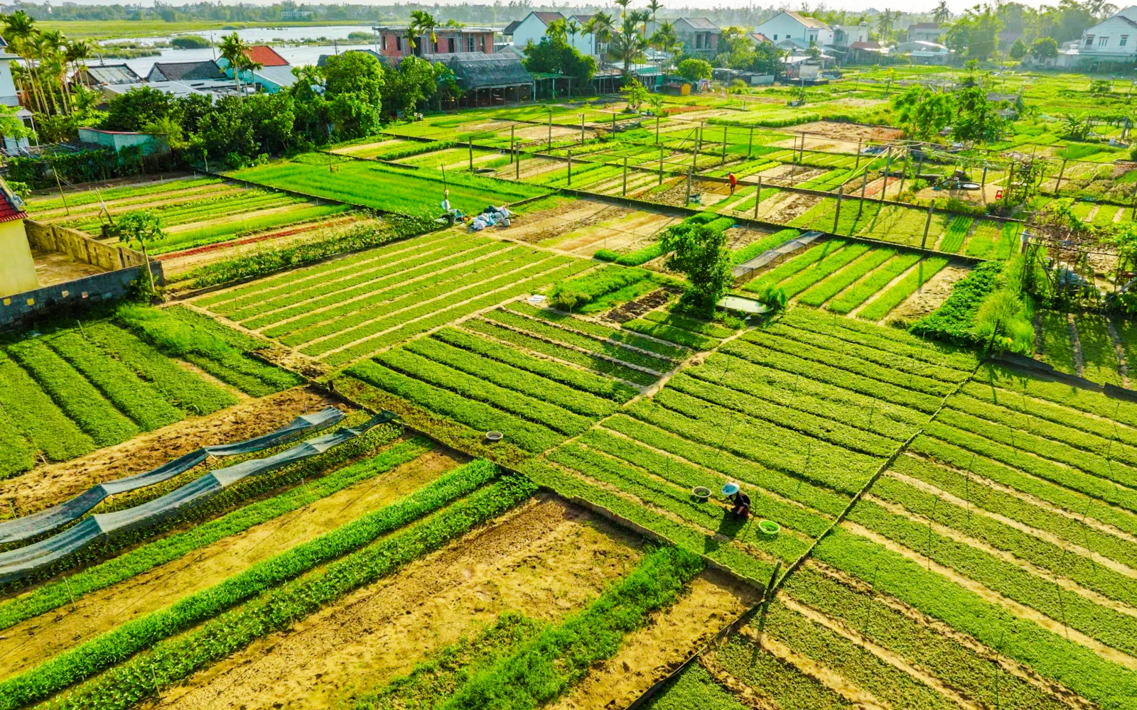 Hoi An Countryside Bicycle Tour with Tra Que Vegetable Village Farming Experience and Lunch Image 9