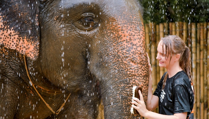 Person washing an elephant with a brush under a shower.