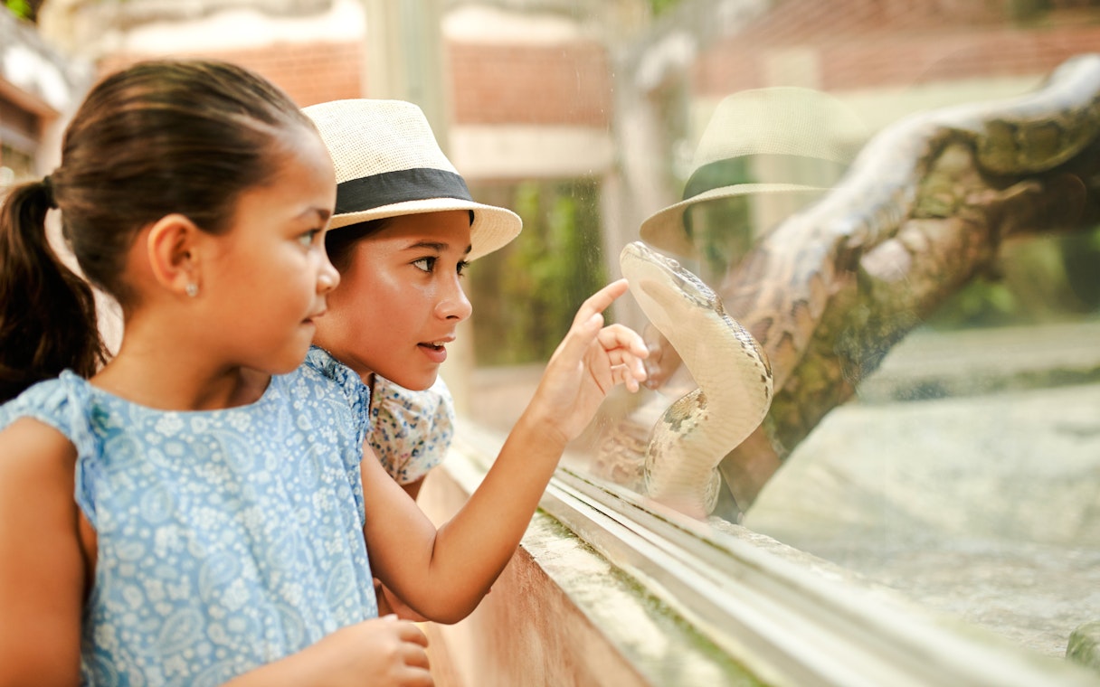 Children observing a python through glass at a zoo exhibit.