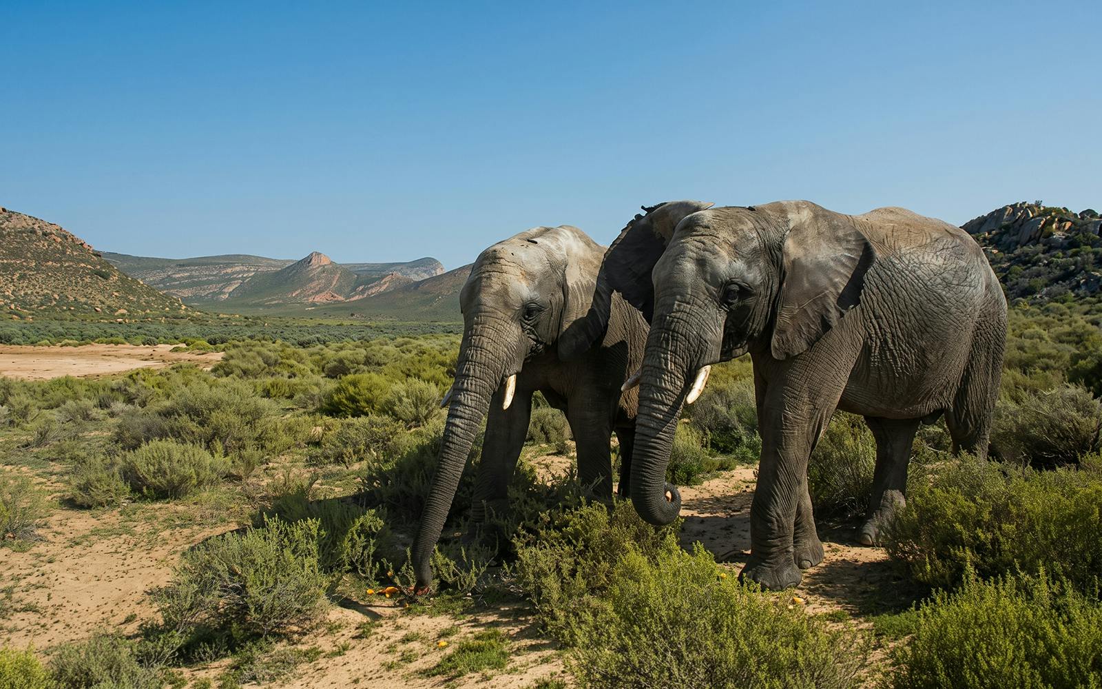 aquila private game reserve: mehrtägige all-inclusive-safari mit pirschfahrten in der nähe von kapstadt-1