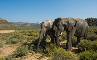reserva privada de caza aquila: safari de varios días que incluye excursiones para avistar animales cerca de ciudad del cabo-1