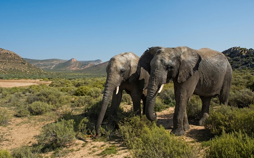 Aquila Private Game Reserve: All-Inclusive Multi-Day Safari with Game Drives near Cape Town