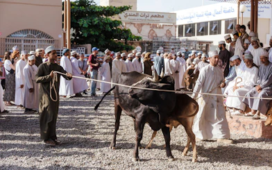 Livestock handlers with cattle at traditional market in Nizwa, Oman, surrounded by onlookers.