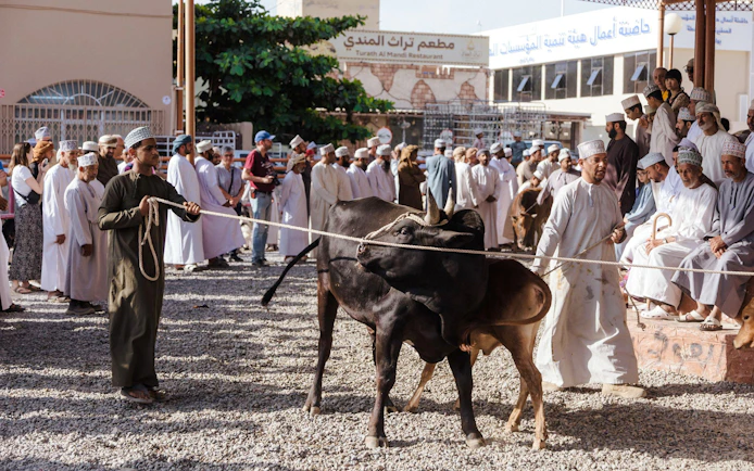 Livestock handlers with cattle at traditional market in Nizwa, Oman, surrounded by onlookers.
