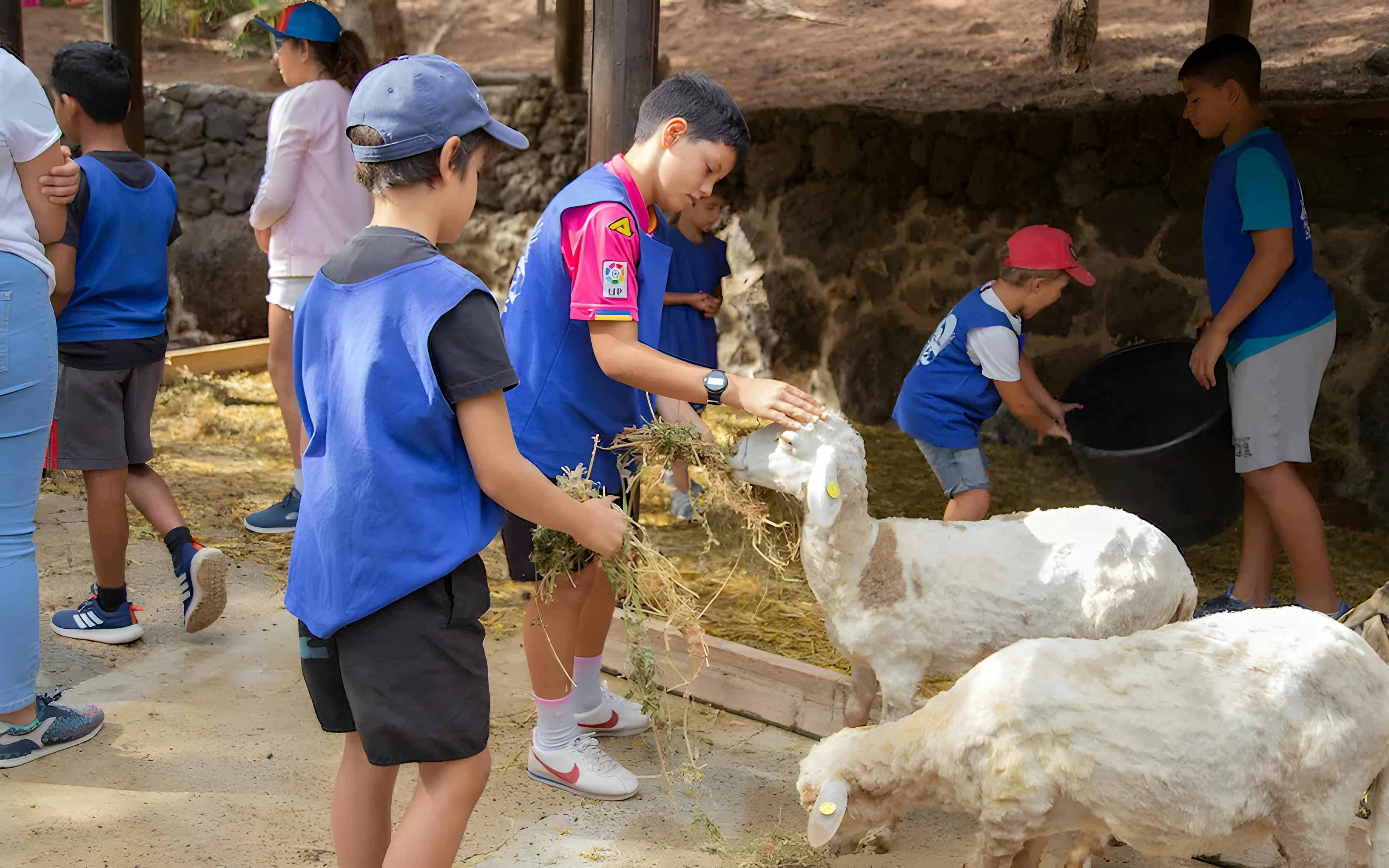 Children feeding sheep during Oasis Wildlife experience.