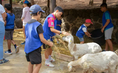 Children feeding sheep during Oasis Wildlife experience.