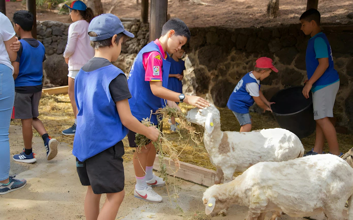 Children feeding sheep during Oasis Wildlife experience.