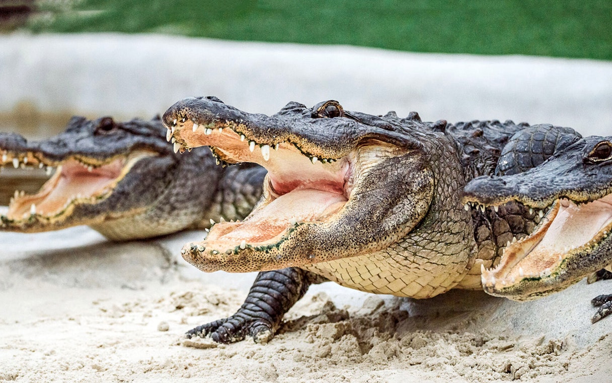 Alligators with open mouths on Everglades airboat tour.