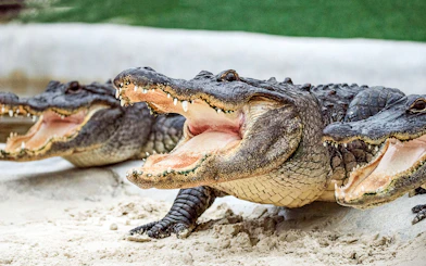 Alligators with open mouths on Everglades airboat tour.