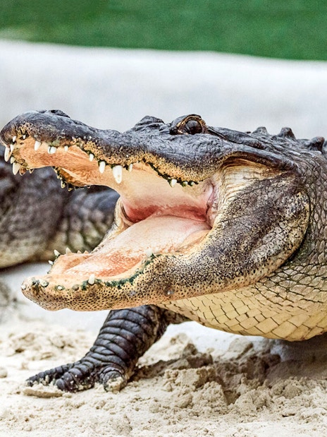 Alligators with open mouths on Everglades airboat tour.