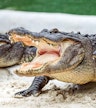 Wildlife presentation