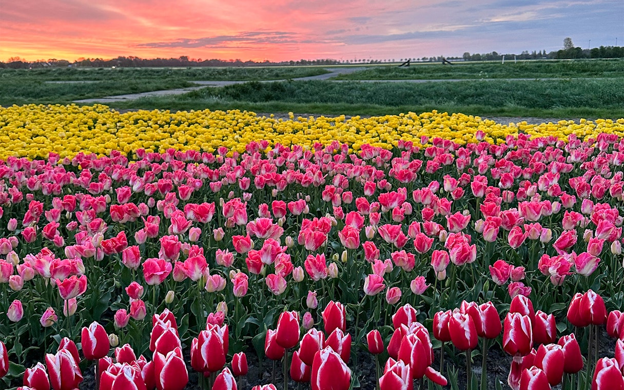 Tulip fields in Amsterdam at sunset, featuring vibrant red and yellow blooms.